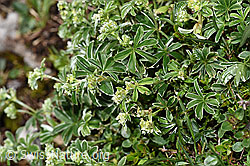 Alchemilla nitida (F184013)