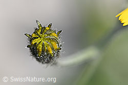 Photo: Hieracium bifidum