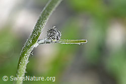 Photo: Hieracium bifidum