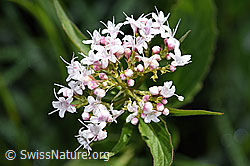 Dreiblatt-Baldrian (Valerina tripteris) (F184019)