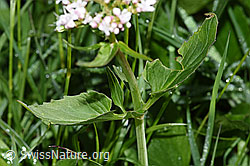 Dreiblatt-Baldrian (Valerina tripteris) (F184020)