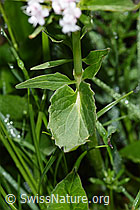 Dreiblatt-Baldrian (Valerina tripteris) (F184021)