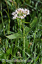 Dreiblatt-Baldrian (Valerina tripteris) (F184022)