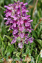 Foto: Quirlblättriges Läusekraut (Pedicularis verticillata)