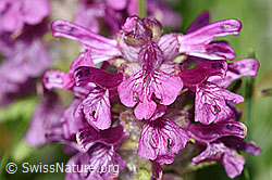 Foto: Quirlblättriges Läusekraut (Pedicularis verticillata)