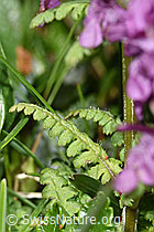 Foto: Quirlblättriges Läusekraut (Pedicularis verticillata)