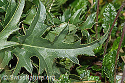 Foto: Gewöhnliche Berg-Distel (Carduus defloratus ssp. defloratus)