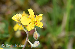 Foto: Alpen-Sonnenröschen (Helianthemum alpestre)