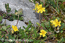 Foto: Alpen-Sonnenröschen (Helianthemum alpestre)