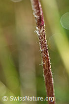 Foto: Alpenlattich (Homogyne alpina)