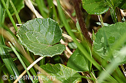 Foto: Alpenlattich (Homogyne alpina)