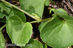 Photo: Viola biflora
