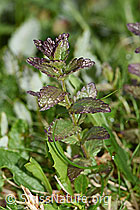 Alpenhelm (Bartsia alpina) (F184106) Alpenhelm (Bartsia alpina) (F184106)