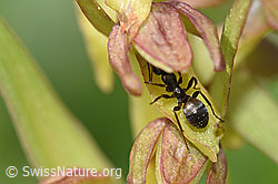 Foto: Grauschwarze Sklavenameise (Formica fusca) auf Grüne Hohlzunge (Coeloglossum viride)