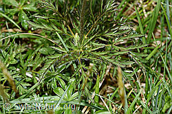 Weisse Alpen-Anemone (Pulsatilla alpina) (F184139) Weisse Alpen-Anemone (Pulsatilla alpina) (F184139)