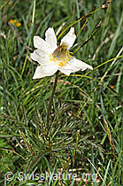 Weisse Alpen-Anemone (Pulsatilla alpina) (F184140) Weisse Alpen-Anemone (Pulsatilla alpina) (F184140)