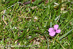 Kalk-Polsternelke (Silene acaulis) (F184166) Kalk-Polsternelke (Silene acaulis) (F184166)