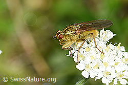 Gelbe Dungfliege (Scathophaga stercoraria) auf Augenwurz (Athamanta cretensis) (26.06.2021, F184171)