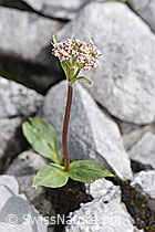 Berg-Baldrian (Valeriana montana) (F184200)
