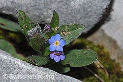 Alpen-Vergissmeinnicht (Myosotis alpestris) (26.06.2021, F184211)