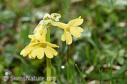 Flühblümchen (Primula auricula) (26.06.2021, F184214)