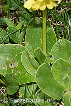 Flühblümchen (Primula auricula) (F184215) Flühblümchen (Primula auricula) (F184215)