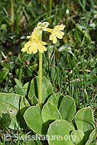Flühblümchen (Primula auricula) (26.06.2021, F184216)