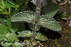 Alpenhelm (Bartsia alpina) (F184220) Alpenhelm (Bartsia alpina) (F184220)