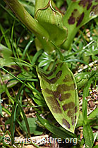 Orchis mascula (F184230)