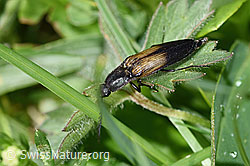 Foto: Kupferfarbener Kammhorn-Schnellkäfer (Ctenicera cuprea)