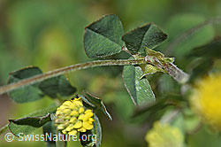 Foto: Hopfenklee (Medicago lupulina)