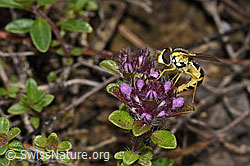 Gewöhnliche Langbauchschwebfliege (Sphaerophoria scripta) auf Vielhaarigem Thymian (Thymus praecox ssp. polytrichus) (F184266)