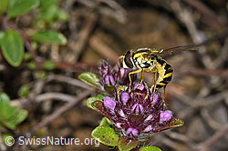 Gewöhnliche Langbauchschwebfliege (Sphaerophoria scripta) auf Vielhaarigem Thymian (Thymus praecox ssp. polytrichus) (F184268)