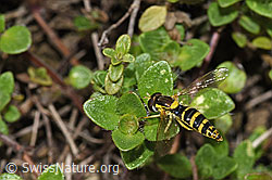 Gewöhnliche Langbauchschwebfliege (Sphaerophoria scripta) (F184271)
