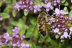 Gemeine Keilfleckschwebfliege (Eristalis pertinax) an Vielhaarigem Thymian (Thymus praecox ssp. polytrichus) (F184286) Gemeine Keilfleckschwebfliege (Eristalis pertinax) an Vielhaarigem Thymian (Thymus praecox ssp. polytrichus) (F184286)