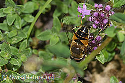 Vielhaariger Thymian (Thymus polytrichus)