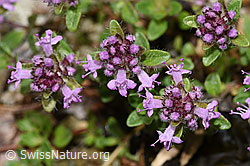 Vielhaariger Thymian (Thymus polytrichus) (F184290)