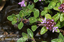 Vielhaariger Thymian (Thymus polytrichus) (F184291)