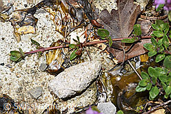 Vielhaariger Thymian (Thymus polytrichus) (F184292)