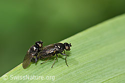 Siphonella oscinina (Halmfliegen) (F184302) Siphonella oscinina (Halmfliegen) (F184302)