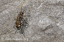 Berg-Sandlaufkäfer (Cicindela sylvicola) (F184305) Berg-Sandlaufkäfer (Cicindela sylvicola) (F184305)