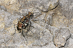 Berg-Sandlaufkäfer (Cicindela sylvicola) (F184308) Berg-Sandlaufkäfer (Cicindela sylvicola) (F184308)