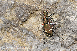 Berg-Sandlaufkäfer (Cicindela sylvicola) (F184309) Berg-Sandlaufkäfer (Cicindela sylvicola) (F184309)