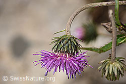 Foto: Gewöhnliche Berg-Distel (Carduus defloratus ssp. defloratus)
