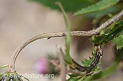 Foto: Gewöhnliche Berg-Distel (Carduus defloratus ssp. defloratus)