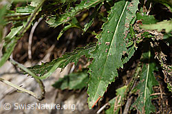 Foto: Gewöhnliche Berg-Distel (Carduus defloratus ssp. defloratus)