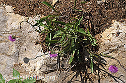 Gewöhnliche Berg-Distel (Carduus defloratus ssp. defloratus) (26.06.2021, F184316)