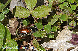 F184317: Gartenlaubkäfer (Phyllopertha horticola)