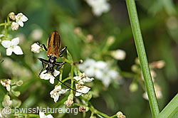 Gemeiner Scheinbockkäfer (Oedemera femorata) auf Blume (26.06.2021, F184346)