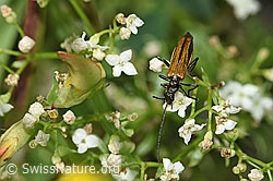 Foto: Gemeiner Scheinbockkäfer (Oedemera femorata) auf Blume